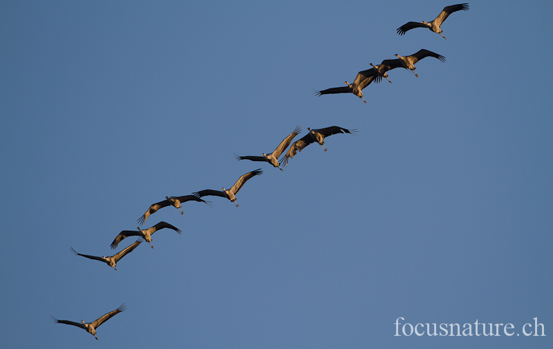 Grue 4051.jpg - Grue cendréeGrus grusCommon Crane  (Lac du Der, France, novembre 2011)